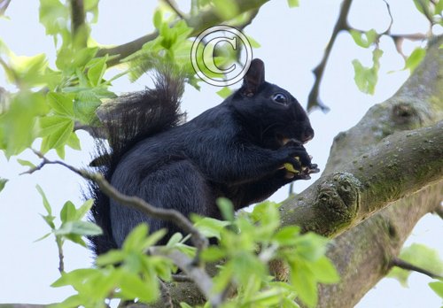 Black  Squirrel 5 DM0346